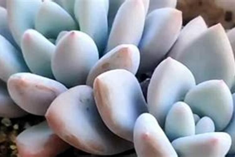 盆栽多肉植物施什么肥 该如何施肥