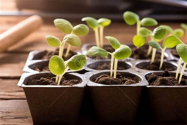 刚发芽的月季可以施肥吗？夏天月季发芽怎么施肥