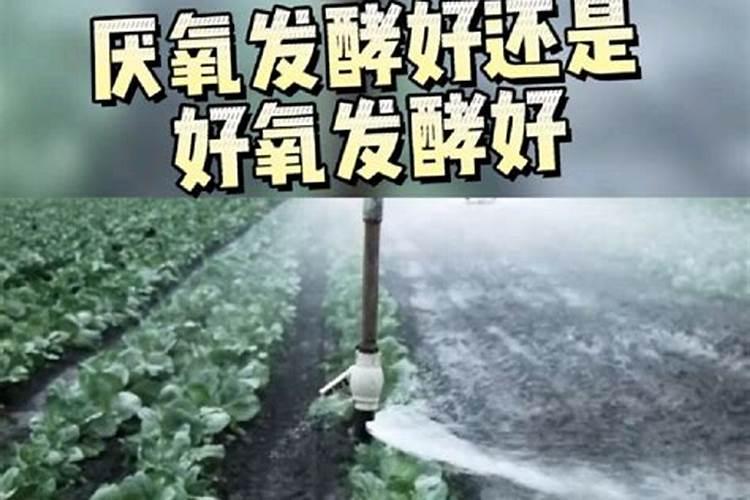 洋葱中后期怎么管理