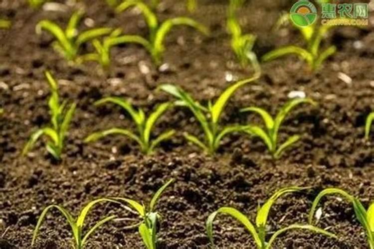 玉米发芽11天后施什么肥好？