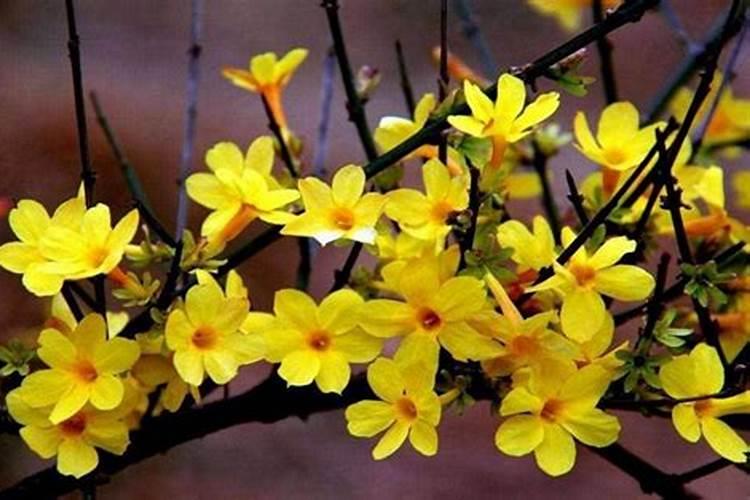 迎春花什么季节施肥