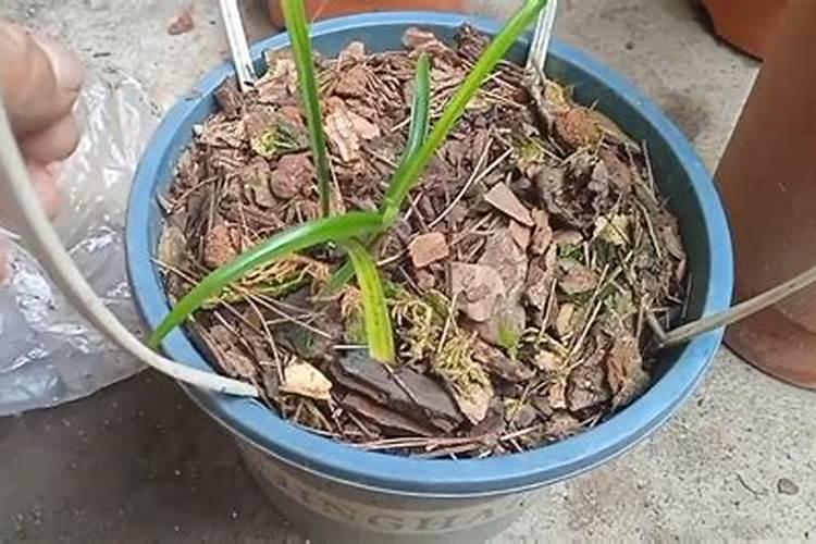 兰花什么时间开始喷磷酸二氢钾(叶面喷施浓度是多少)