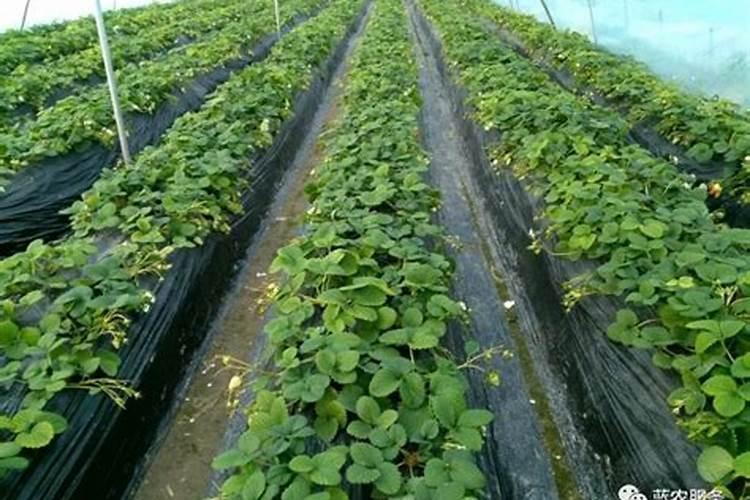 草莓各个时期的施肥方案 草莓施肥时间和方法