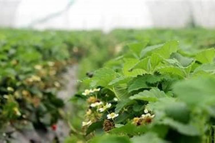 草莓各个时期的施肥方案 草莓施肥时间和方法