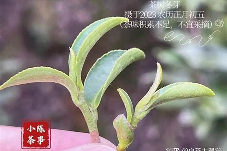 安吉白茶为什么会干枝条,茶树会不会影响,怎么办