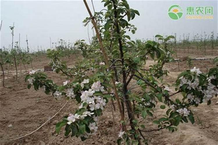 苹果树什么时候施肥好如何给苹果树施肥