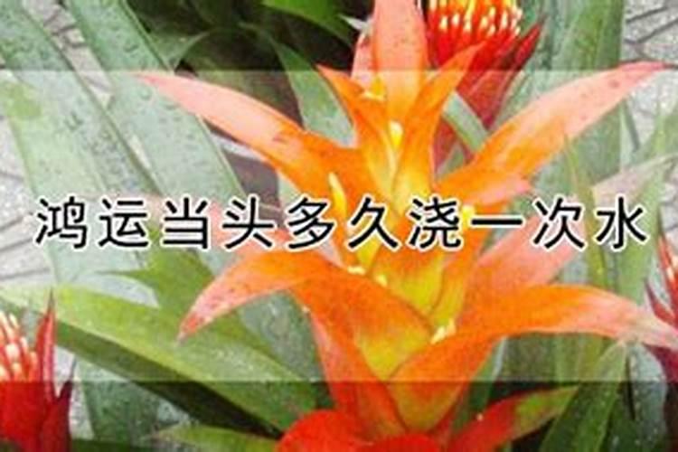 鸿运当头怎么养才能更旺盛