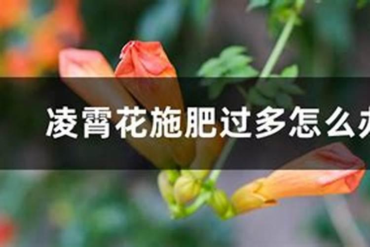 耙耙柑亩产量多少斤