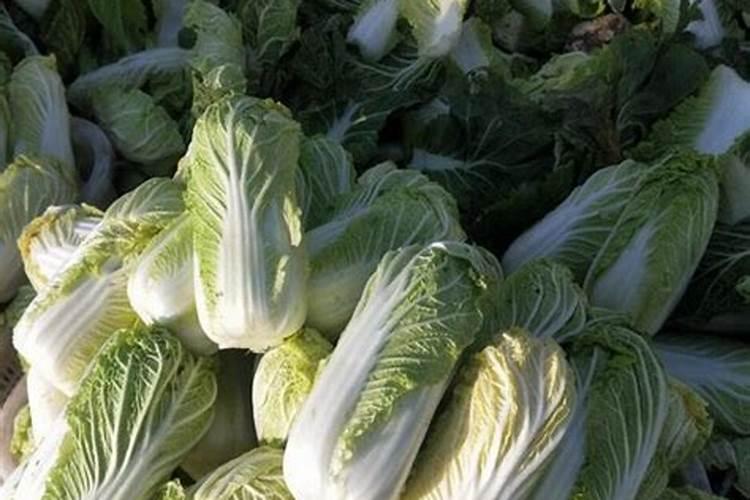 娃娃菜施肥用什么肥料
