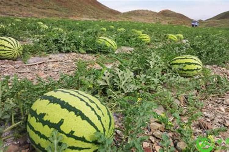西瓜种植打什么农药 西瓜要打哪种农药