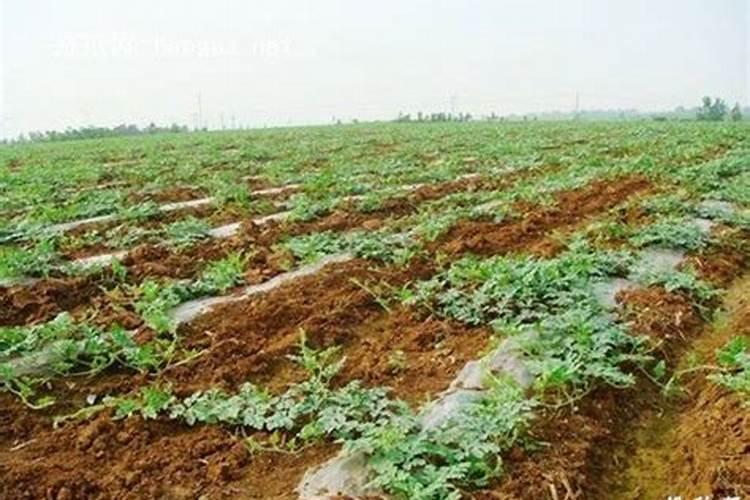 西瓜种植打什么农药西瓜要打哪种农药