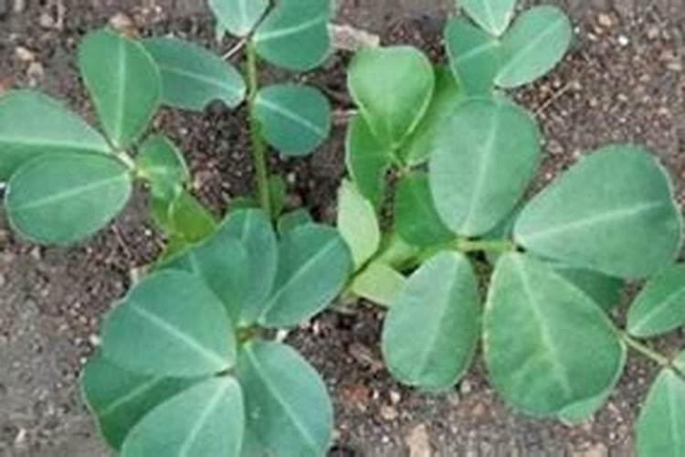 芸苔素142428哪个好