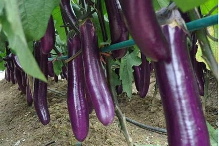 茄子最忌三种肥料