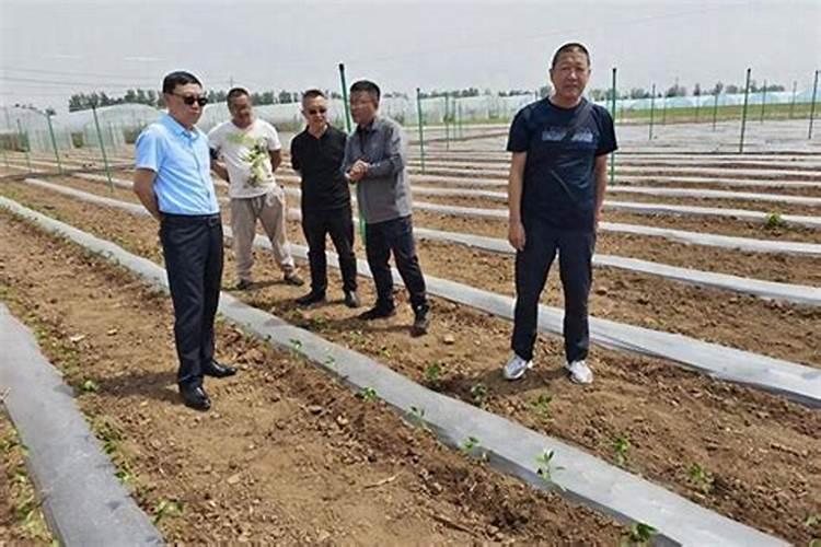 蔬菜叶面肥木醋液市场