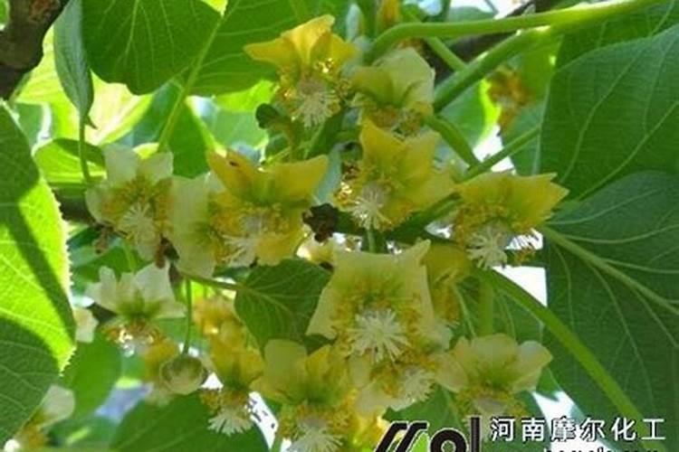 猕猴桃高钾水溶肥什么时候施最好？