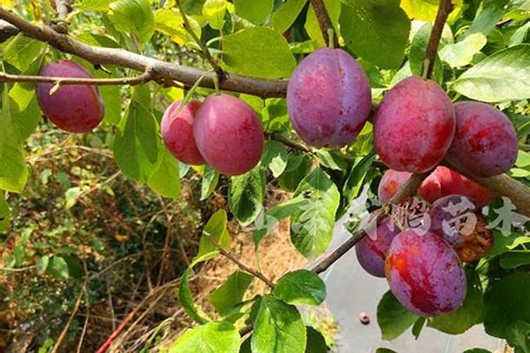 油茶开花时期应该喷何种叶面肥？