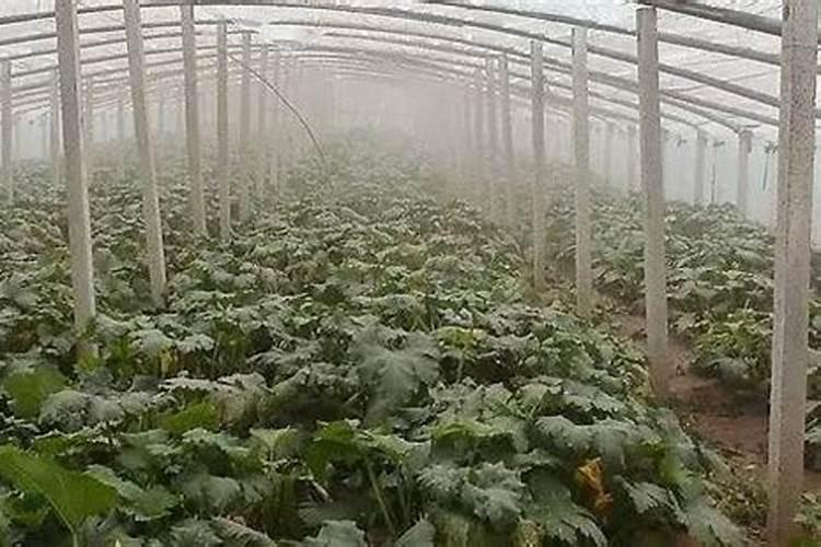 大棚番茄低温缺磷该如何补救