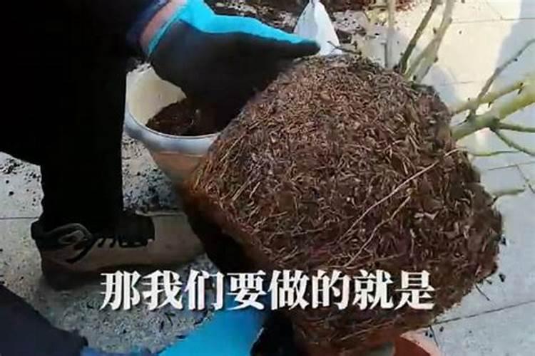 兰花刚翻盆,何时可以施肥？