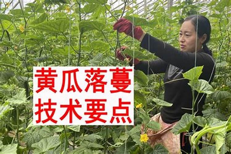 黄瓜结果期如何浇水 结果期管理方法