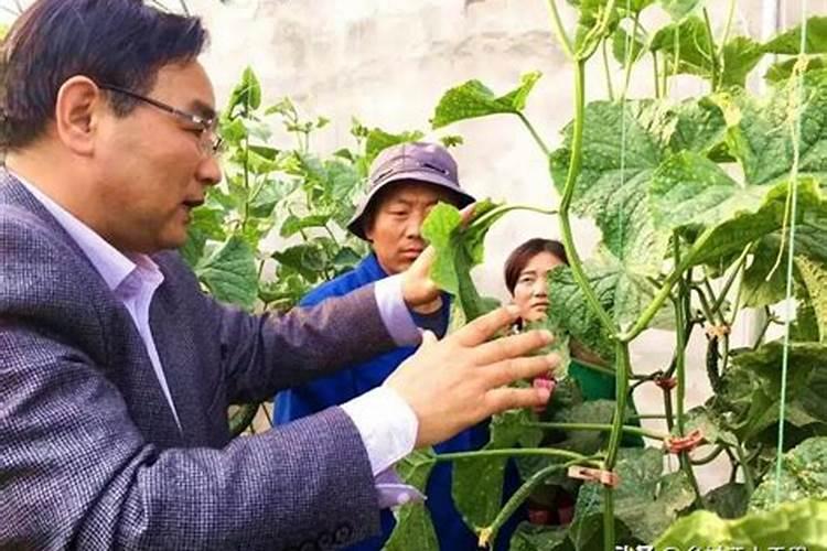 黄瓜栽培技术和管理方法常见问题及防治措施