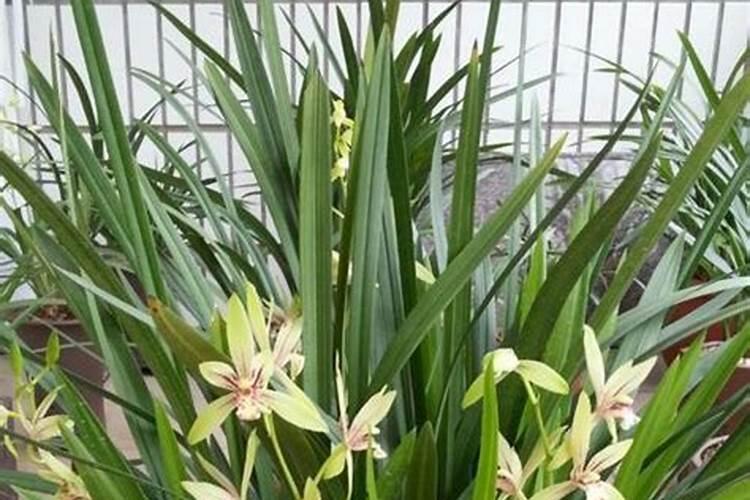 兰花用什么肥可以多开花,自制兰花肥料方法