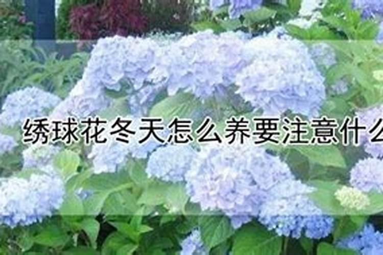 绣球花怎么养施什么肥