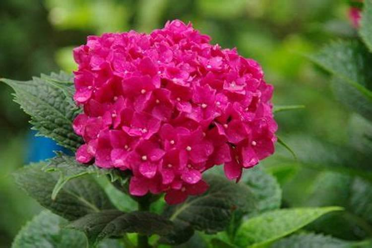 绣球花冬天怎么养才能安全过冬？