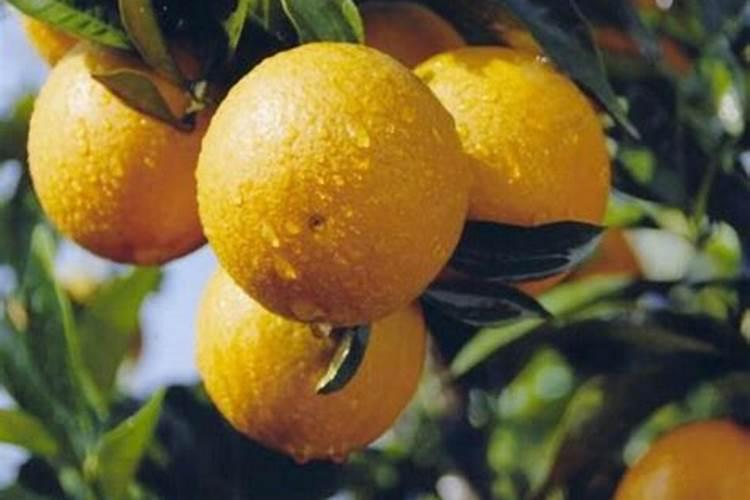 大豆适合所有花当肥料吗 大豆花期喷什么叶面肥好