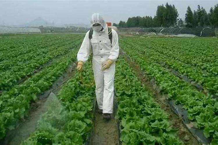 氮肥养花一克用多少水兑