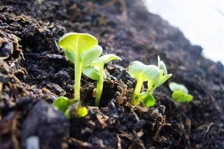 催芽用什么肥料最好