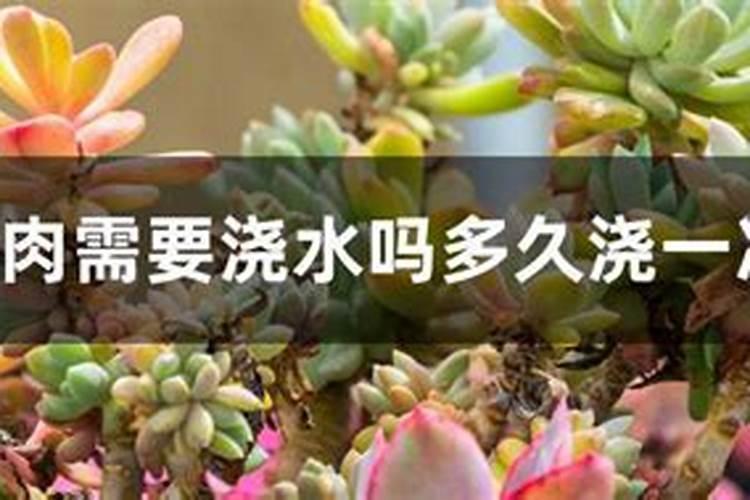 多肉观音莲怎样养让它快速的爆出小芽