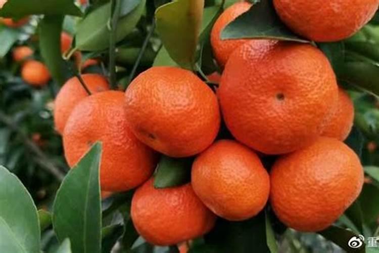 罗布泊速溶型硫酸钾在砂糖桔种植中的具体作用是什么？