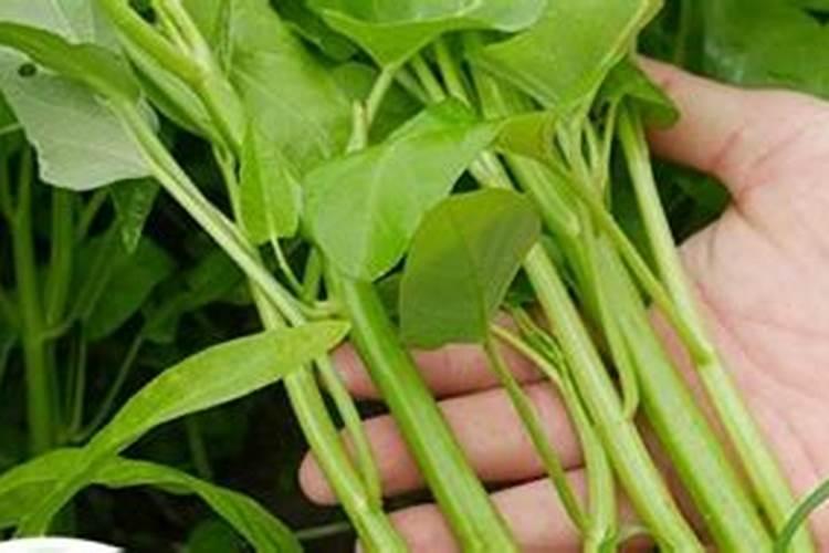 油菜开花期能打硼肥吗