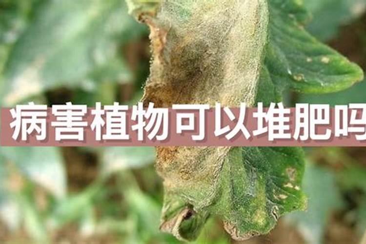 黄瓜氮肥过多的病害,黄瓜氮肥过多的防治方法
