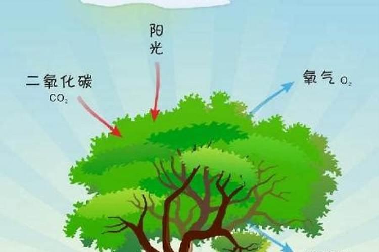 植物的根是吸收营养的,叶也能吸收营养吗