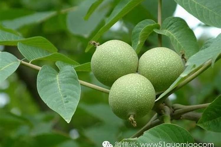 水稻氮磷钾施肥最佳比例每亩用多少？
