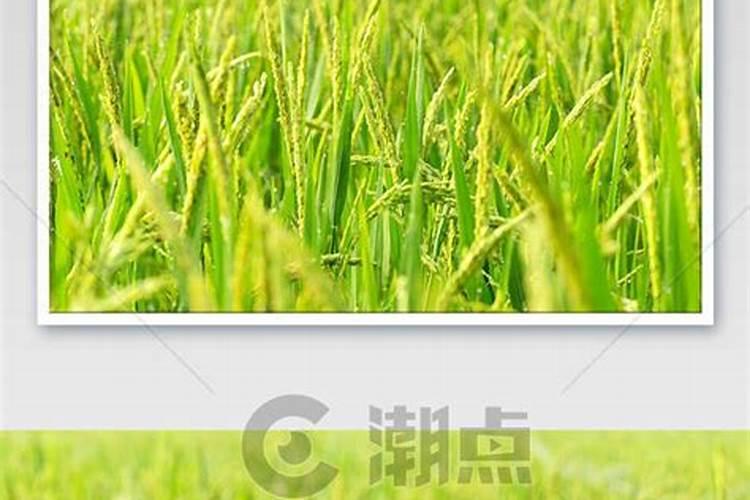 这是什么水果？求解