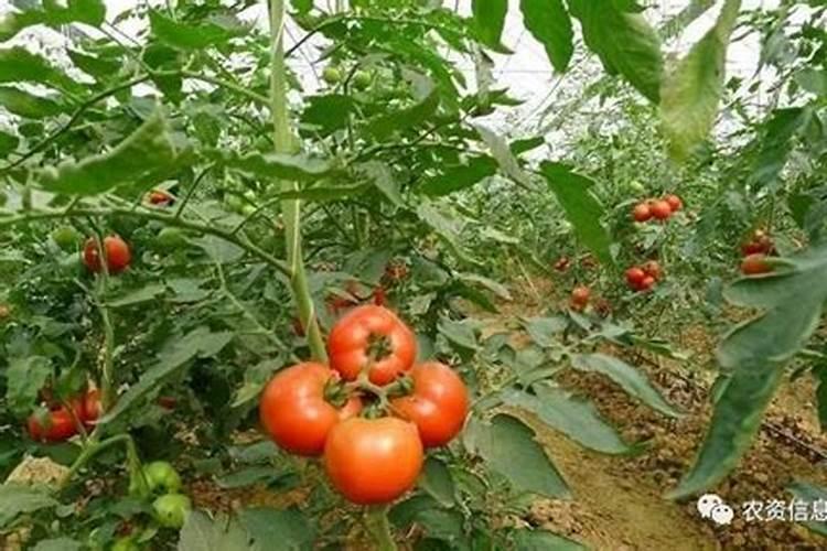 香瓜膨果期保产增收的施肥建议这样做