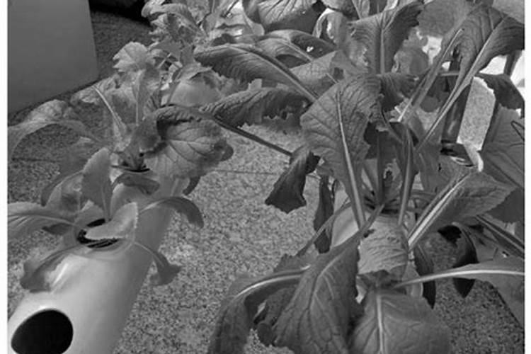 蔬菜浇定根水可以用粪水吗？