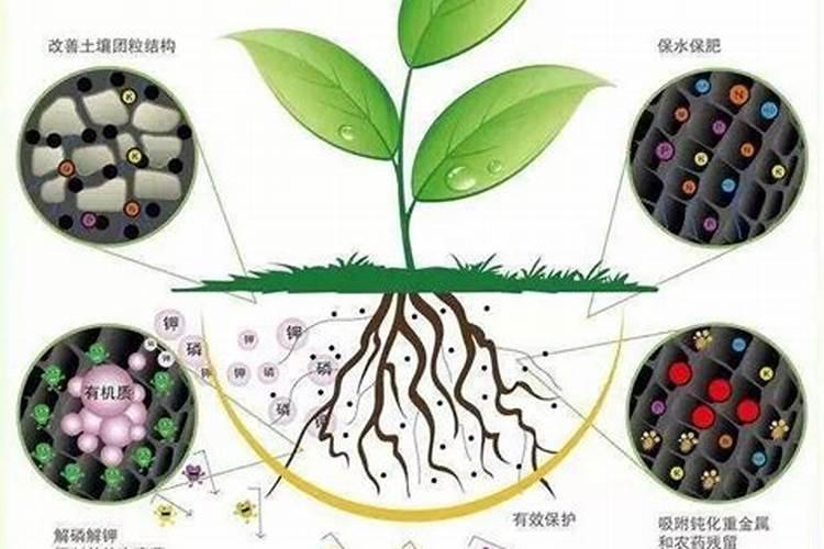 桑葚含什么元素最高？