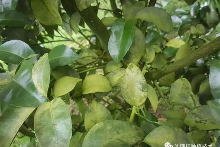 磷肥可以杀青苔吗