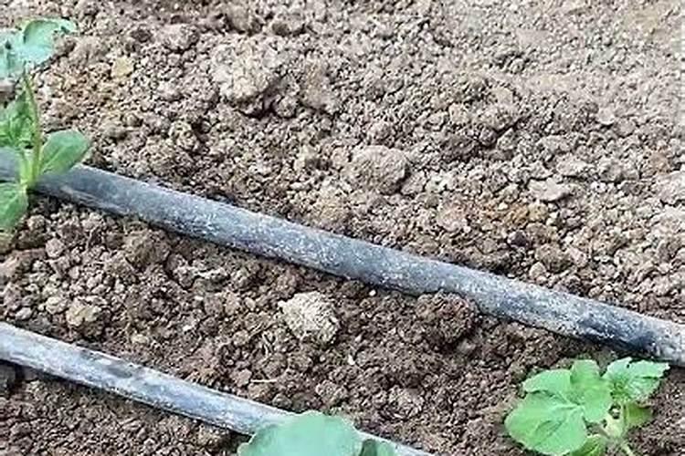 水溶肥怎么使用 水溶肥正确使用方法