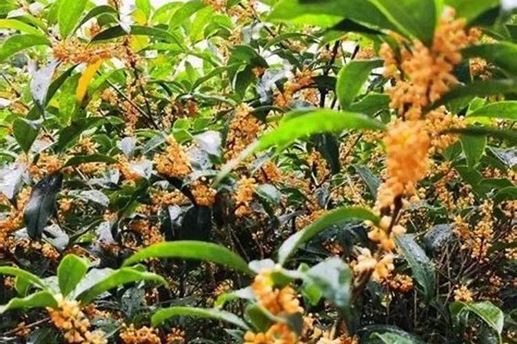 桂花施肥用什么肥料