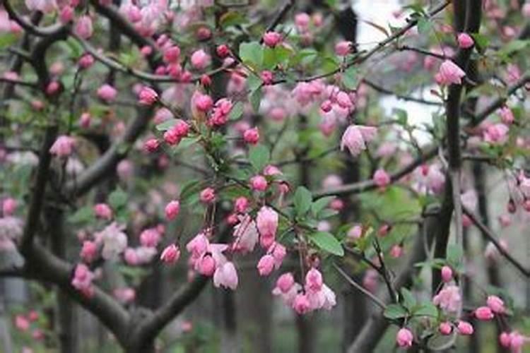 果树一至二月份开花几月份施硼肥合适、