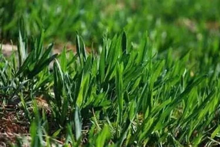 小麦冬季施肥时间施什么肥料 小麦冬季施肥的最佳时间冬天施什么肥