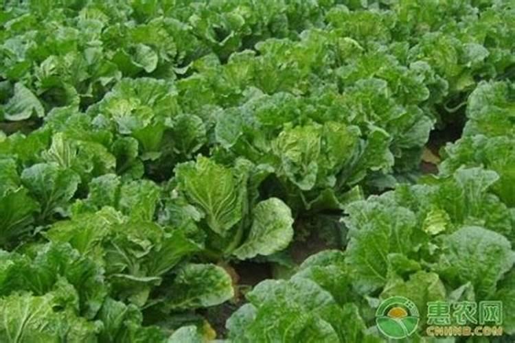 种白菜用什么肥料好