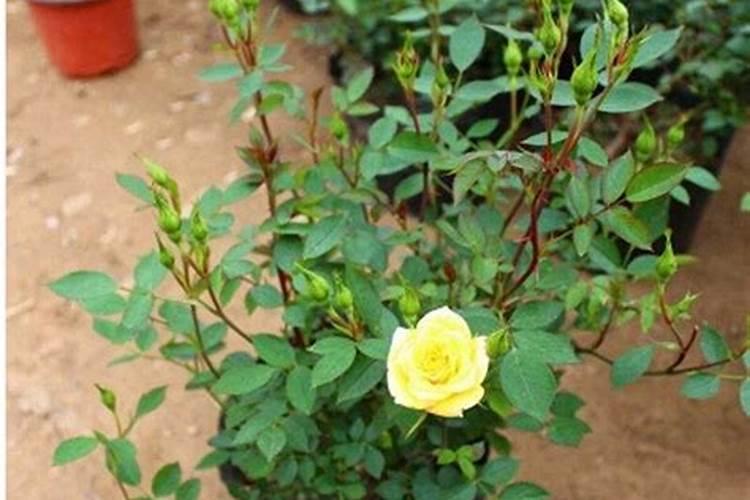 刚发芽的月季可以施肥吗？夏天月季发芽怎么施肥