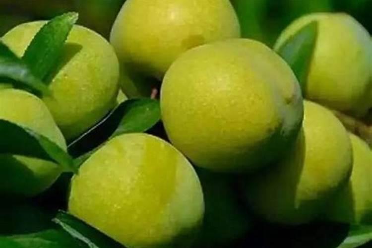 李子什么时间喷磷酸二氢钾和硼肥最好？