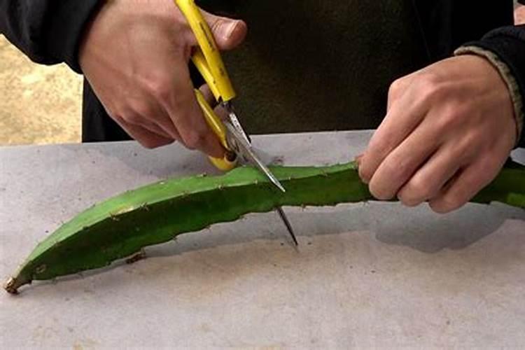 火龙果怎样种植 如何种植火龙果