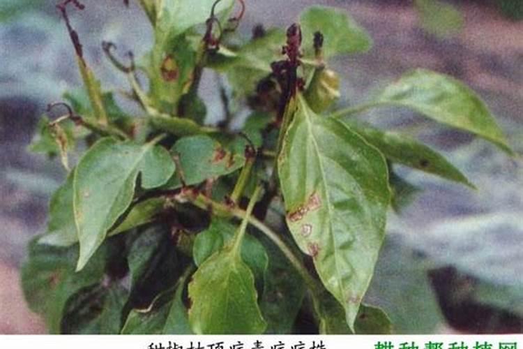 辣椒叶邹缩,叶也邹缩？